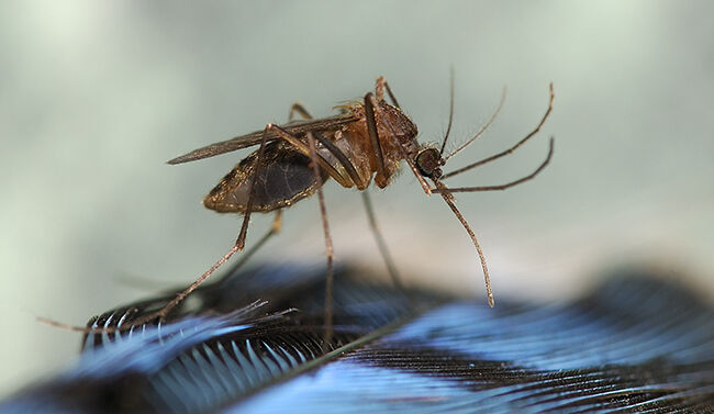 Aerial Mosquito Spraying Planned For Some Dorchester County Communities